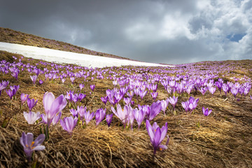 Low angle view of beautiful, purple, back-lit saffron flowers on a mountain highlands and remaining patch of snow under dramatic, stormy sky