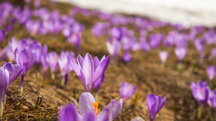 Low angle, selective focus of beautiful, purple, backlit saffron flowers on a mountain highlands and remaining patch of snow in the background