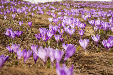 Low angle, selective focus of beautiful, purple, backlit saffron flowers on a mountain highlands and remaining patch of snow in the background