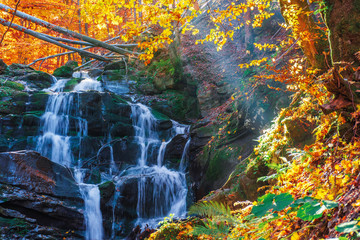 beautiful autumn scenery near the waterfall shypot. popular destination of Ukrainian Carpathians. trees in golden foliage. calm sunny weather in autumn.
