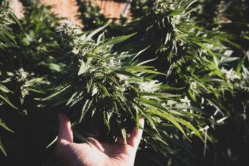 Gardening with Cannabis Plants