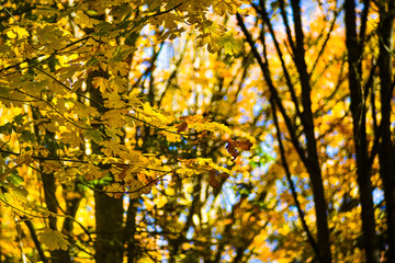 Golden Scenery Infused With Vibrant and Bright Orange-Yellowish Autumn Color In The Pacific Northwest Forest, Washington, United States