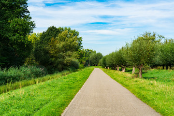 Fototapeta na wymiar Hiking path and willows in national park De Biesbosch. Merwelanden in Dordrecht. The Netherlands