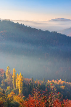 misty sunrise in mountains. wonderful autumn weather. beautiful nature scenery observed from the top of a hill. trees in colorful fall foliage. fog glowing in the distant valley 