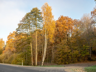 beautiful and colorful tree alley in autumn