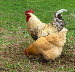 Cock with hen on background of the green herb