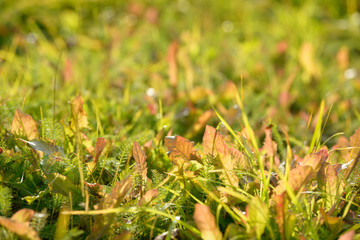 Bright fresh spring grass close up in the forest with sunlight bokeh background. Grass field. Colorful herb growing in the meadow.