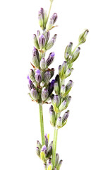 Naklejka premium Close-Up Of Lavender Flower Against White Background