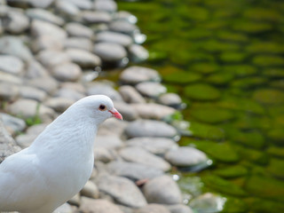 White dove perched on shore of pond