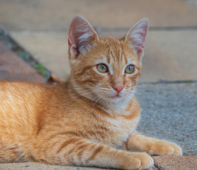 Portrait of a beautiful orange kitty