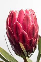 giant protea