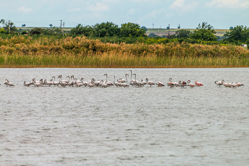Flamingos in Edirne Enez Lake