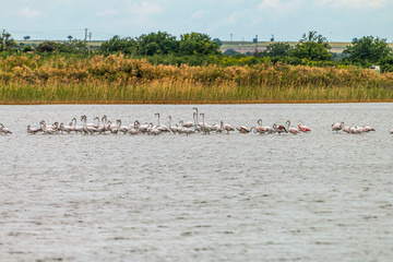 Flamingos in Edirne Enez Lake