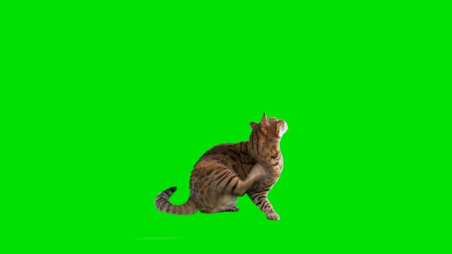 4K Bengal cat on green screen isolated with chroma key, real shot. Cat sitting down scratching his back