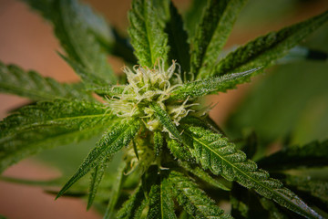Close up macro of immature growing natural light growth medical thc cbd medical and recreational marijuana plants in California