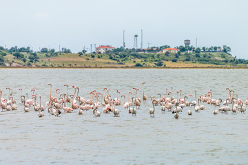 Naklejka premium Flamingos in Edirne Enez Lake