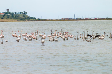 Flamingos in Edirne Enez Lake