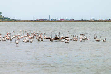 Flamingos in Edirne Enez Lake