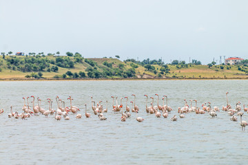 Flamingos in Edirne Enez Lake