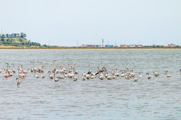 Naklejka premium Flamingos in Edirne Enez Lake