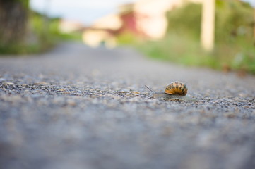 A snail crossing a  long road