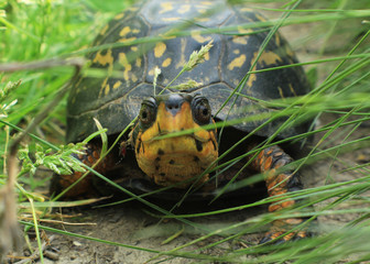 An eastern box turtle in the grass