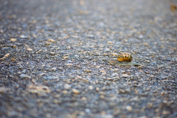 A snail crossing a  long road