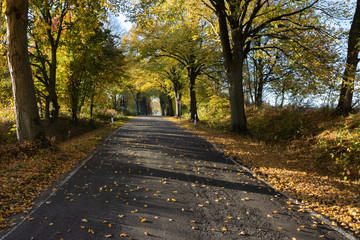 Straße im Herbst mit herbstlichen Laub