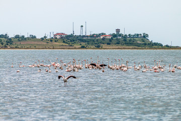 Flamingos in Edirne Enez Lake