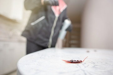 Professional contractor doing pest control indoors. a professional pest control contractor or exterminator at work with chemicals in the kitchen in his typical work wear in his fight against pests bug