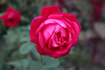 red rose in the garden