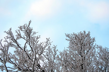Branches of linden tree covered with snow against a blue sky with clouds, copy space