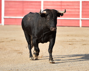 bull in spain with big horns in traditional spectacle on bullring