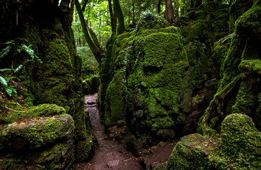 Fototapeta na wymiar The moss covered rocks of Puzzlewood, an ancient woodland near Coleford in the Royal Forest of Dean, Gloucestershire, UK