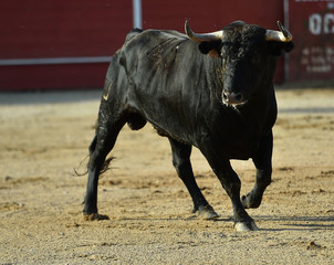 toro bravo español