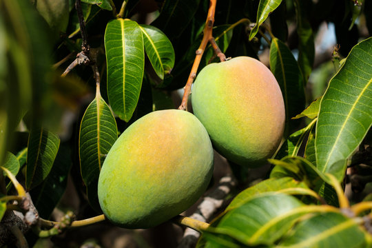 mongo fruit hanging on tree - mongo fruits -