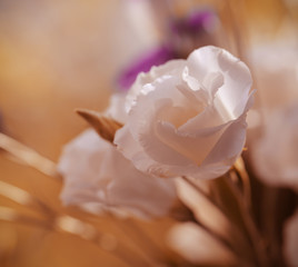 flowers close up background image