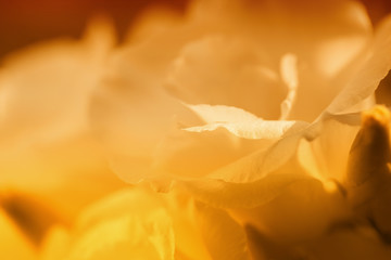 flowers close up background image