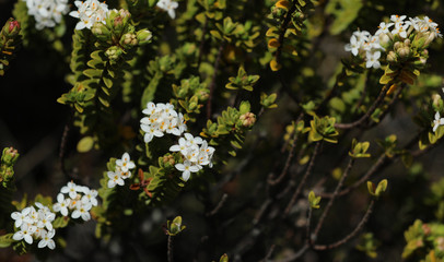 Strauchvernonika Veronica Hebe Blüte Neuseeland