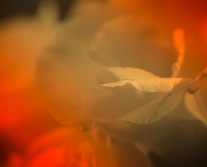 flowers close up background image