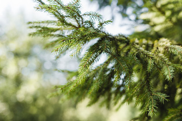 Fototapeta premium Christmas fir tree branches Background. Trees in Rows at a Christmas Tree Farm