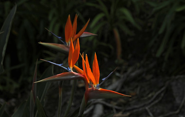 Paradiesvogelblume Strelizie