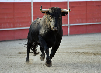 toro bravo español