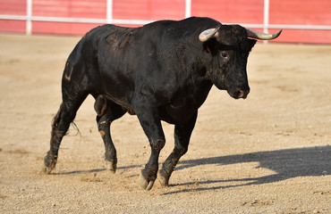 bull in spain with big horns in traditional spectacle on bullring