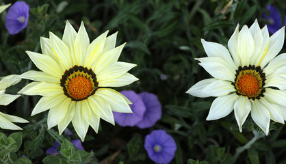 Fototapeta premium Blühende Gazanie Mittagsblume