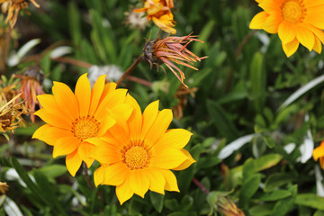 Blühende Gazanie Mittagsblume