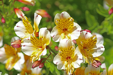 Inkalilie Blume Lilie Pflanze © Andrea Geiss