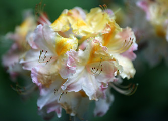 Azalee Rhododendron Blüte