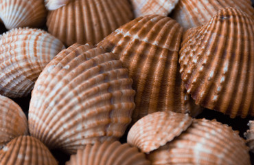 seashells on a background