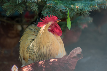 White beige rooster bird in the garden on the farm, portrait of utility domestic animal